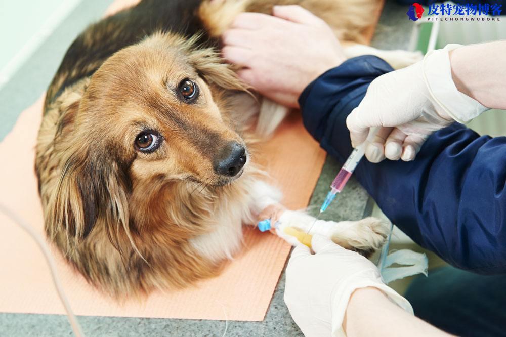 小型犬要不要办狗证，养狗为什么要办狗证(了解小型犬办理狗证的必要性)