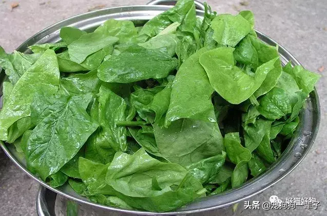 小狗可以吃什么水果和人类食物(了解小狗的饮食需求)