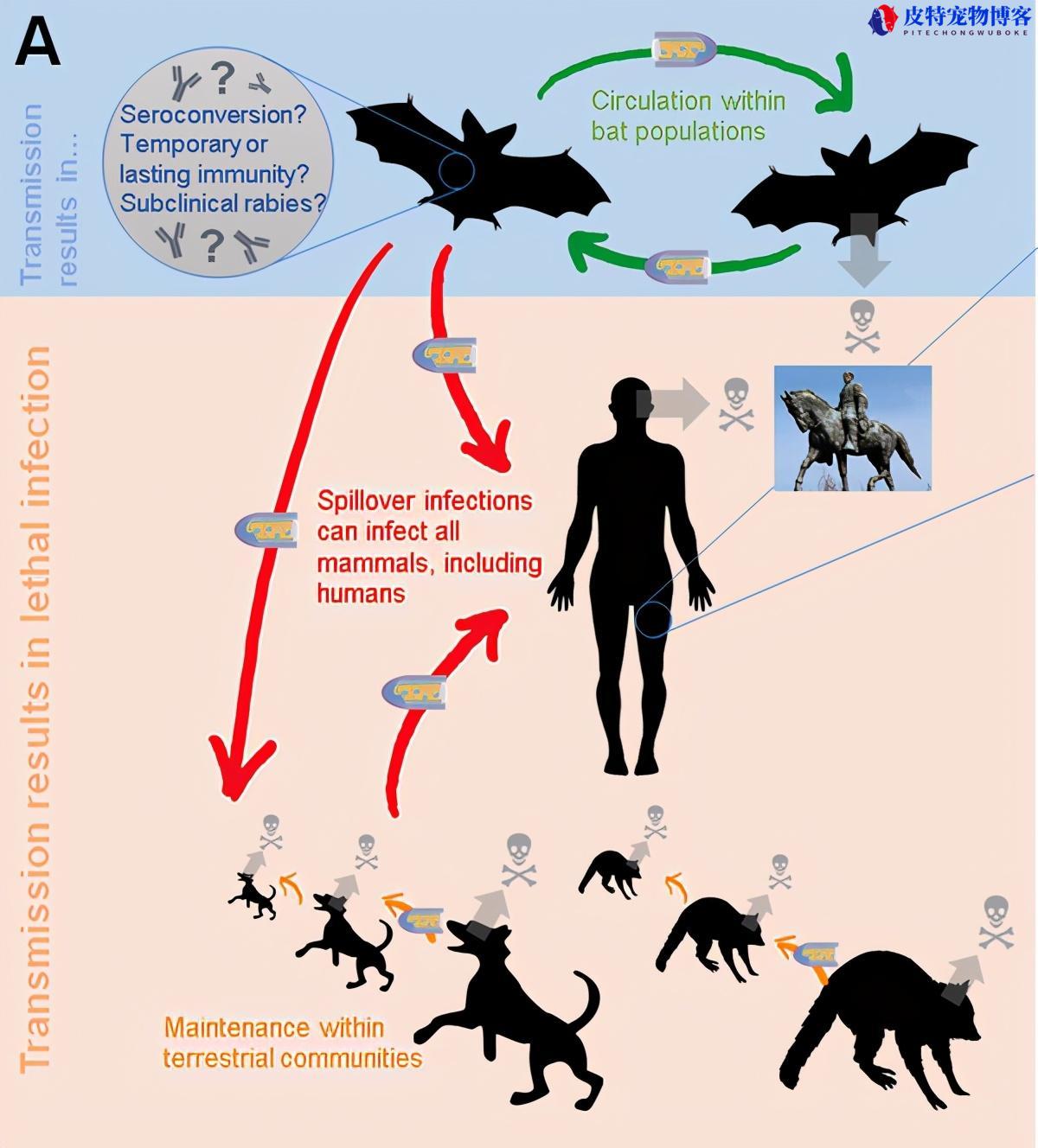 所有狗都携带狂犬病毒吗(了解狗携带狂犬病毒的情况)