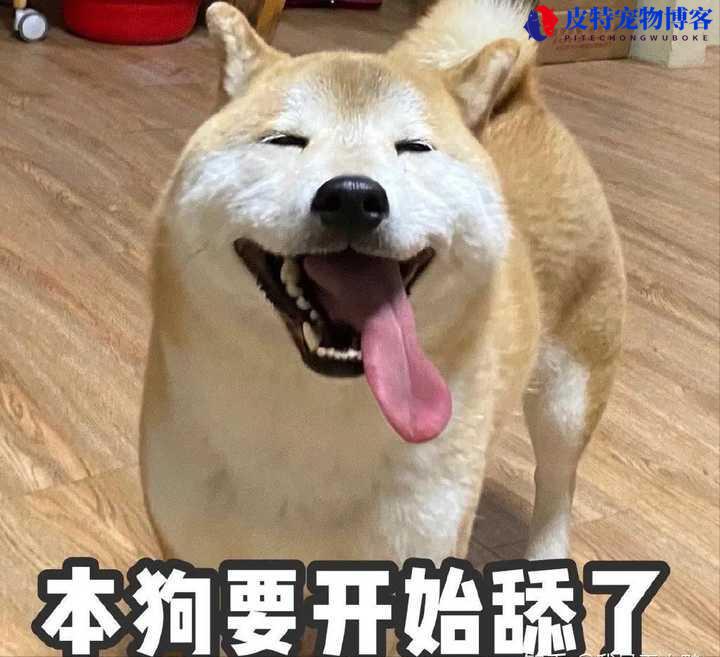 狗喜欢舔人代表什么心理问题（狗行为解读与犬主关系）