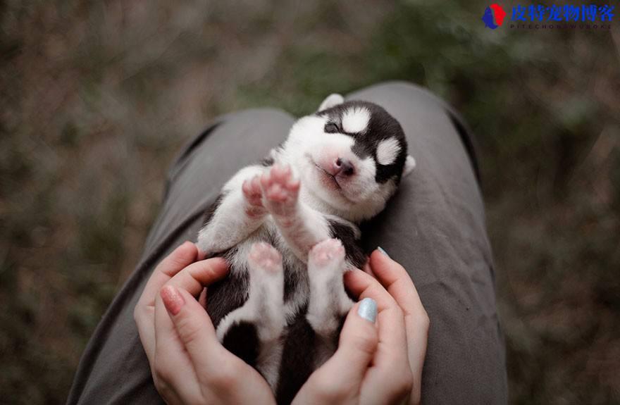 小型犬要不要办狗证，养狗为什么要办狗证(了解小型犬办理狗证的必要性)