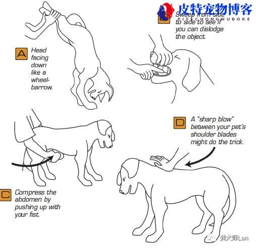 狗狗呛着 一直咔咔怎么办，吃了异物什么症状（处理狗狗呛咳的方法）