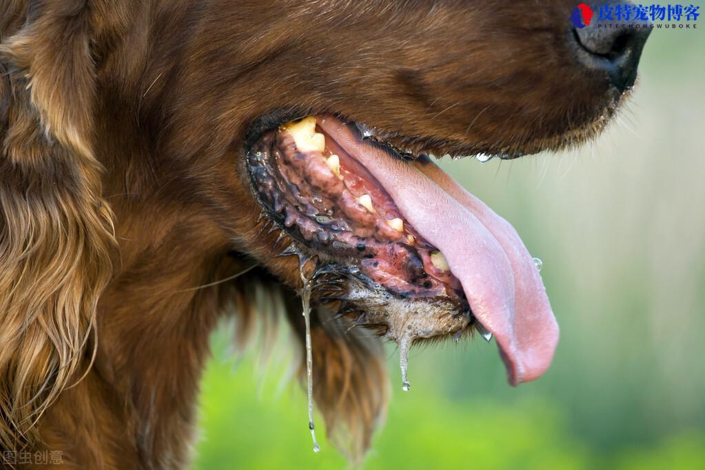 所有狗都携带狂犬病毒吗(了解狗携带狂犬病毒的情况)