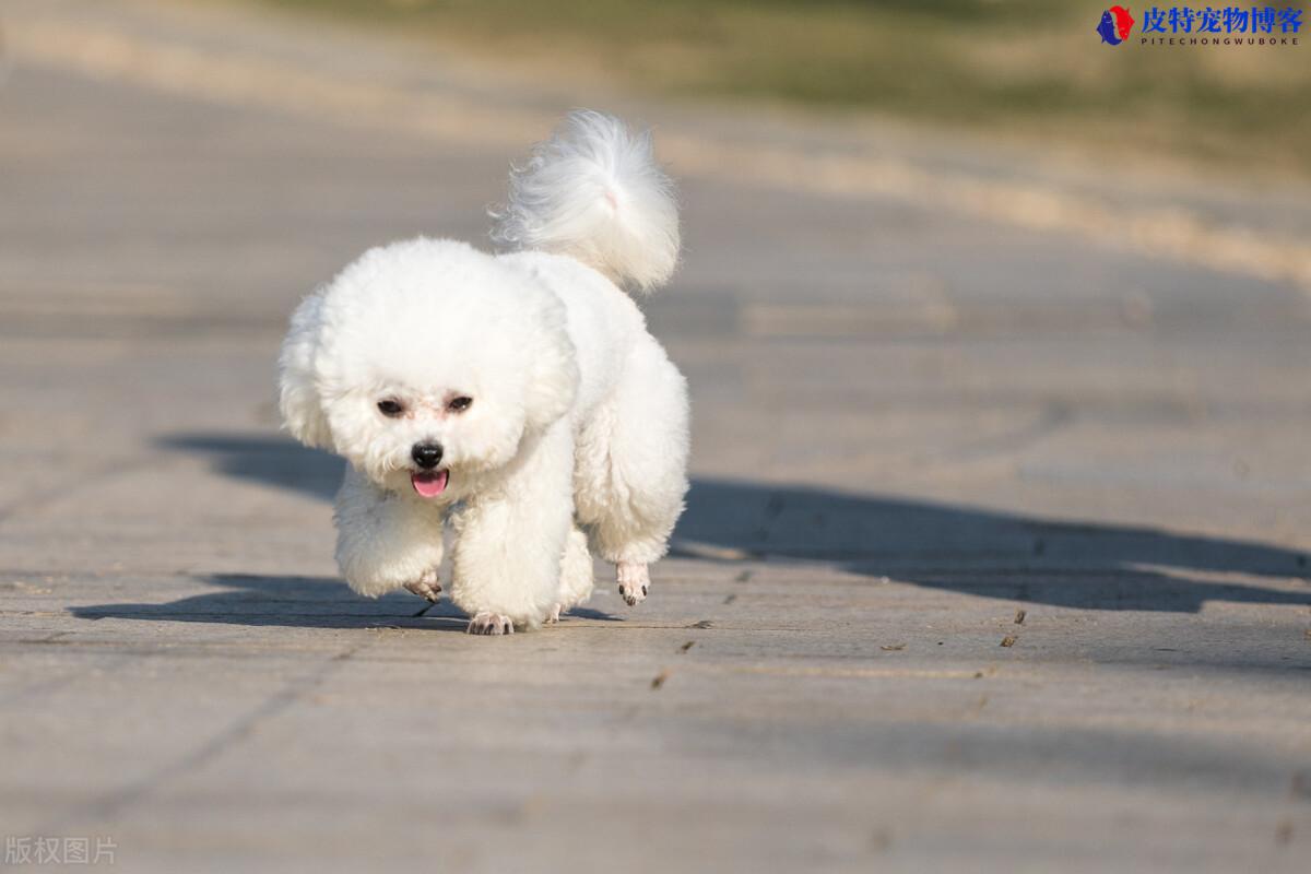 狗狗流口水很黏怎么回事（分析犬类唾液分泌的原因）