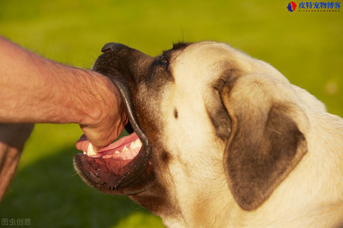 所有狗都携带狂犬病毒吗(了解狗携带狂犬病毒的情况)