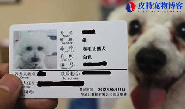 小型犬要不要办狗证，养狗为什么要办狗证(了解小型犬办理狗证的必要性)