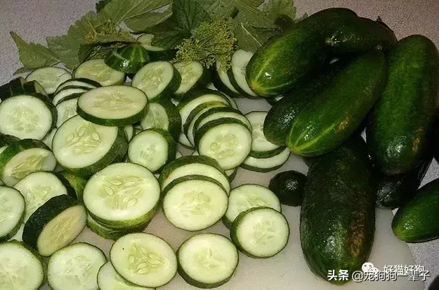 小狗可以吃什么水果和人类食物(了解小狗的饮食需求)