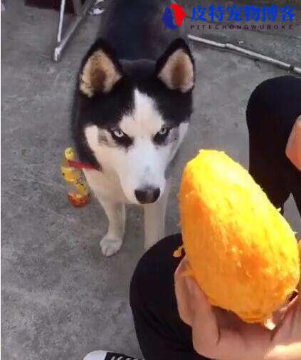 怀孕的狗狗能不能吃芒果（宠物饮食安全与禁忌）