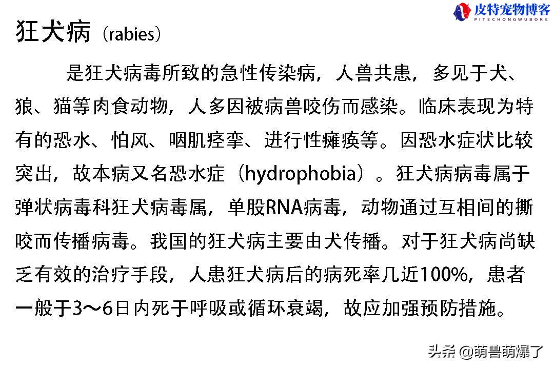 狗狗携带狂犬病的几率有多大（了解狂犬病传播以及预防措施）