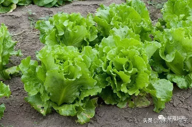 小狗可以吃什么水果和人类食物(了解小狗的饮食需求)