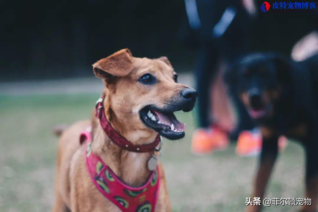 狗几个月换牙 牙都哪去了(介绍狗狗换牙的时间段)