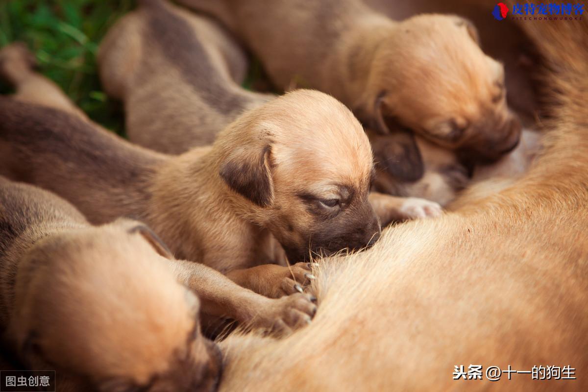 狗狗难产的症状有哪些表现（了解狗狗难产的常见症状和处理方法）