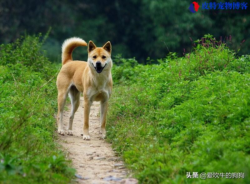 土狗能活多少年的寿命呀，中华田园犬能活多少年的寿命