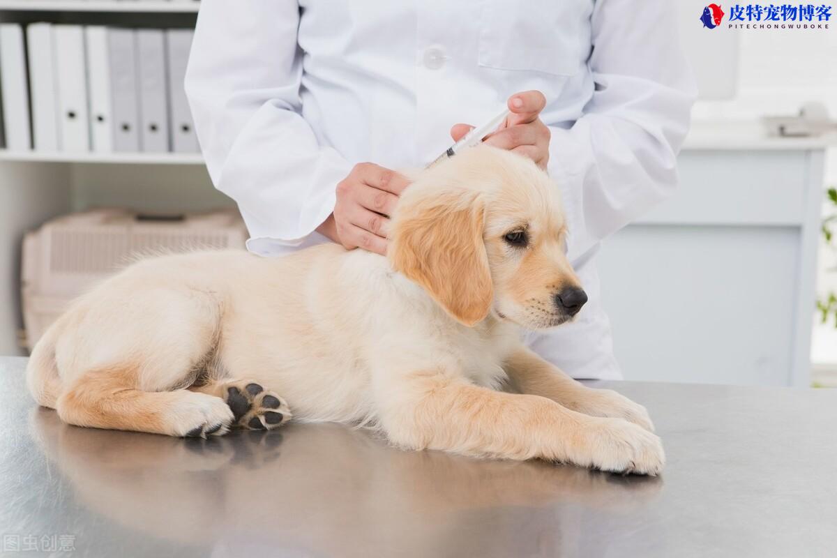 狗狗狂犬疫苗多久打一次比较好，狗狗打了狂犬疫苗咬人了人还要打吗