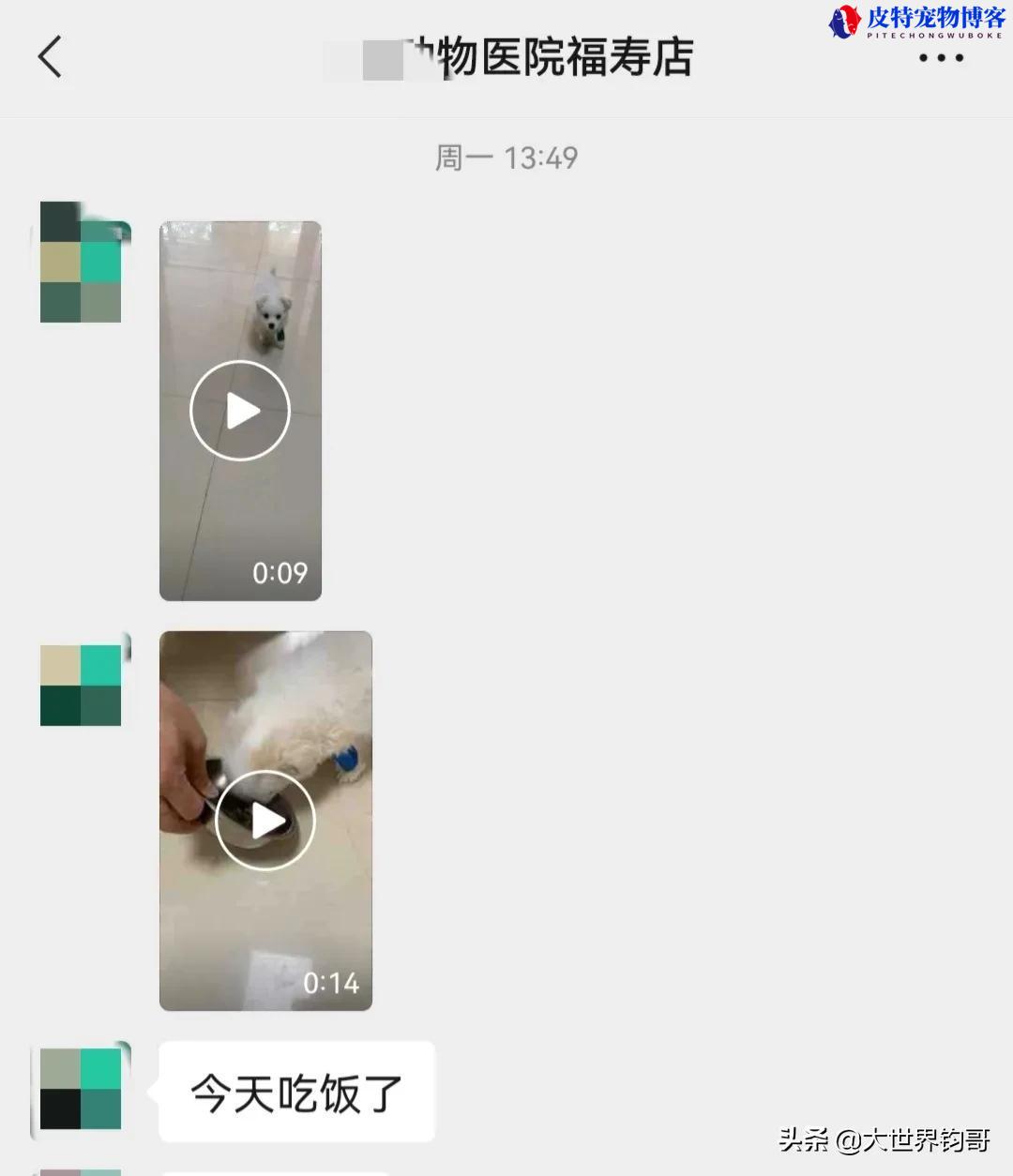 细小狗狗千万不要住院为什么（讨论细小病的住院治疗优劣）