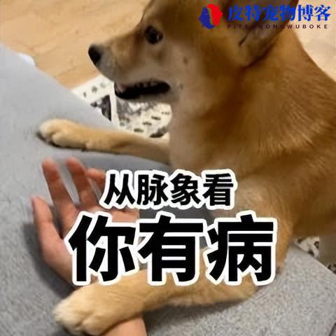 狗狗吐黄水带泡沫怎么回事（分析导致狗狗呕吐黄色水带泡沫的原因）