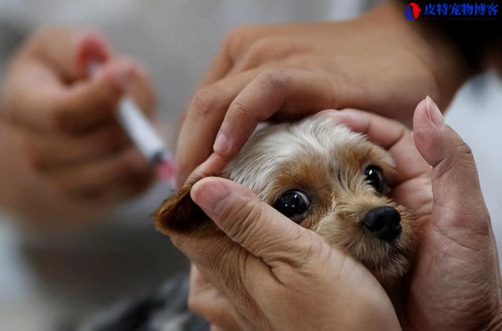 认识狂犬病狗的症状和特征（了解狂犬病在狗身上的表现）