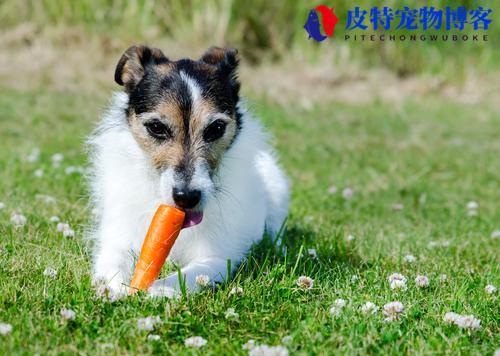 小狗能吃什么（推荐适合小狗食用的健康食品）