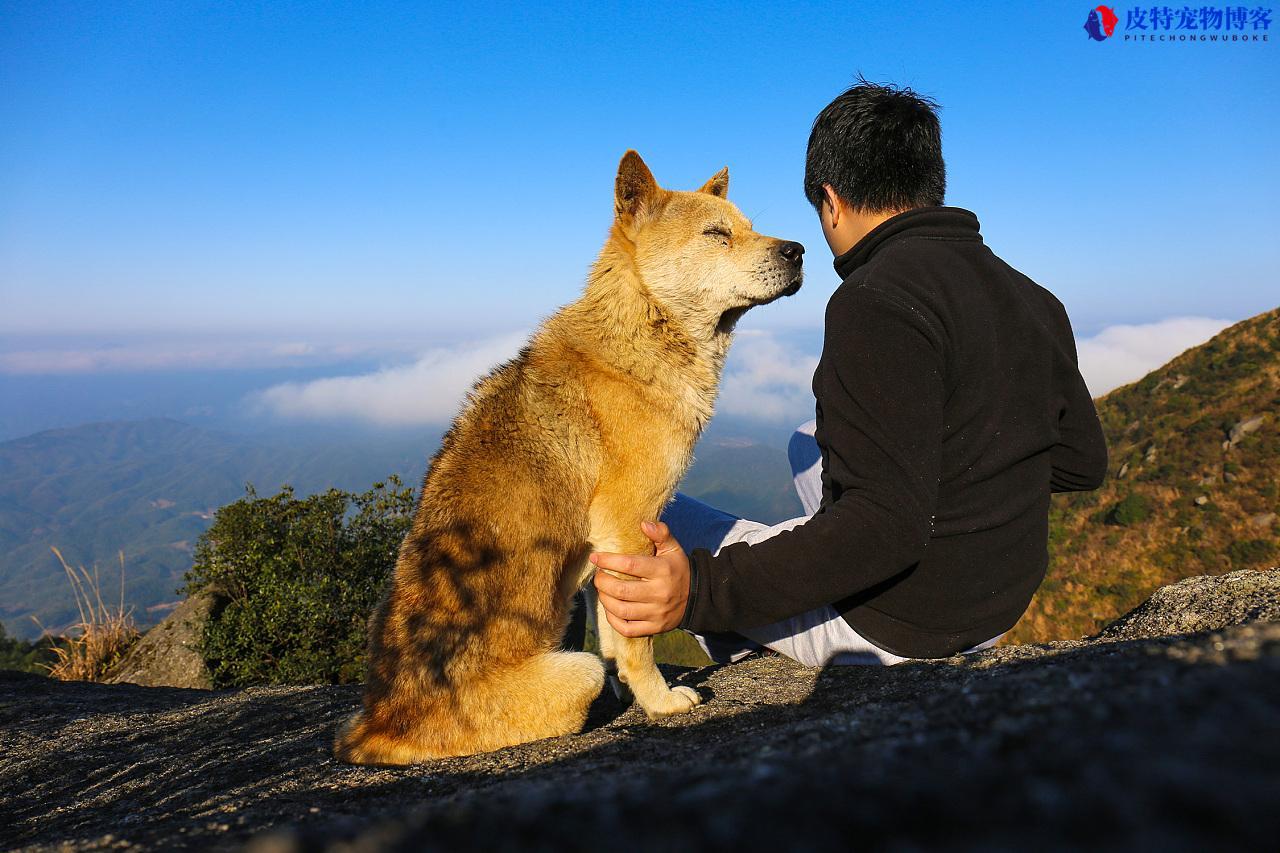 土狗一生会认家中几个主人（了解土狗对于主人的接受度和可接受的变化）