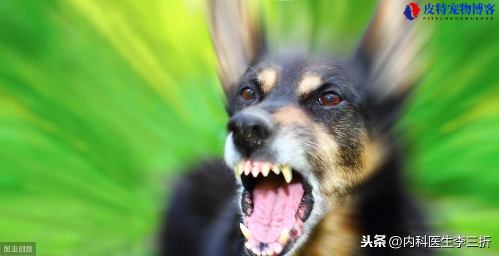 家里养的狗会有狂犬病毒吗（科普家养狗是否容易感染狂犬病毒，预防措施和风险评估）