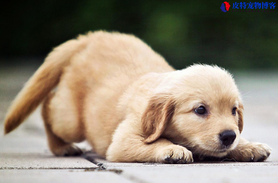 带有狂犬病的狗有什么症状表现图片（分辨带有狂犬病的狗的表现）