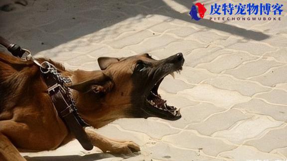 狗得了狂犬病什么表现图片大全（了解狗得了狂犬病后的可见症状）