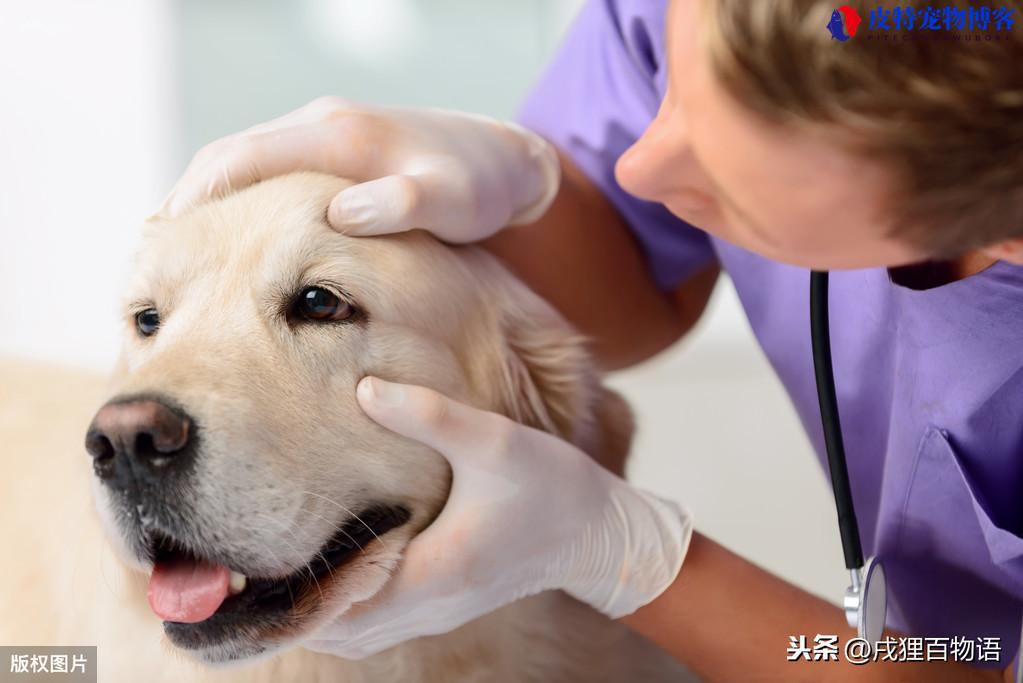 狗狗呕吐不吃饭没精神怎么办（狗狗出现呕吐、食欲不振和精神萎靡时应采取哪些措施）