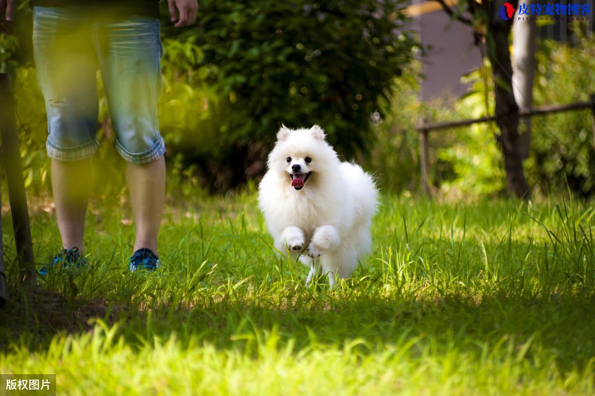 狗狗多大算成年犬博美，狗狗多大可以怀孕生宝宝