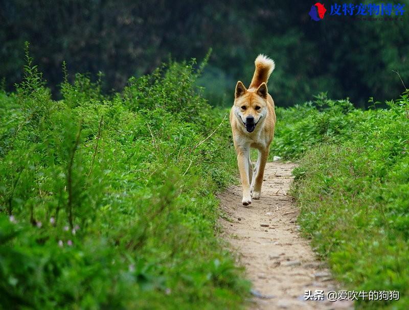 土狗能活多少年的寿命呀，中华田园犬能活多少年的寿命