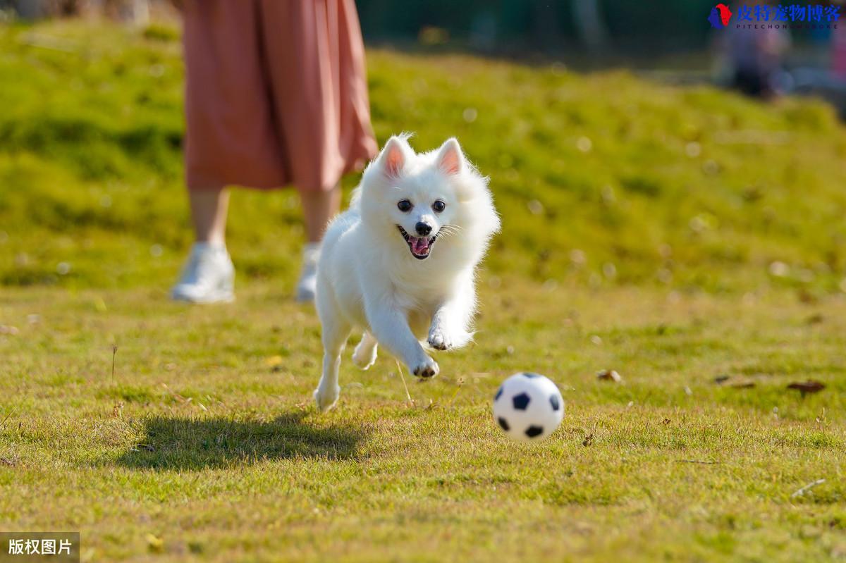 狗狗多大算成年犬博美，狗狗多大可以怀孕生宝宝