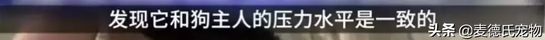 狗死后主人哭他知道吗，会回来看主人吗（分析狗狗对主人情感的认知）