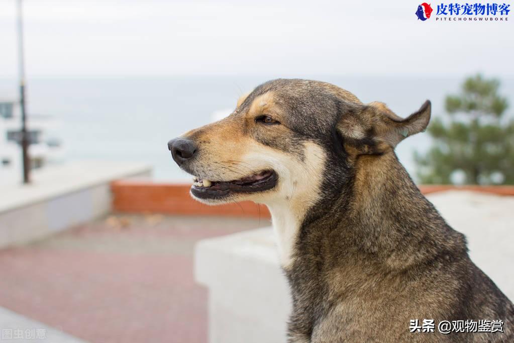 家狗携带狂犬病毒的几率有多大？（了解家养狗患狂犬病的风险）