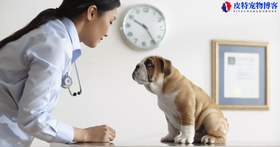 狗狗需要打哪些疫苗（重点介绍狗狗疫苗种类和接种时间）
