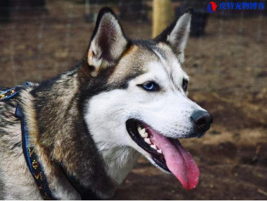 带有狂犬病的狗有什么症状表现图片（分辨带有狂犬病的狗的表现）