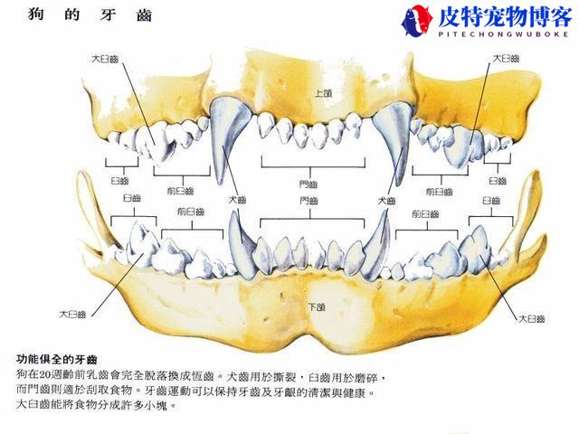 狗狗寿命有多长你知道吗，狗狗寿命怎么换算成人寿命