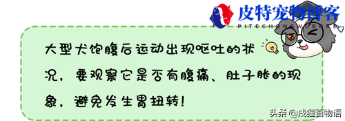 狗狗呕吐不吃饭没精神怎么办（狗狗出现呕吐、食欲不振和精神萎靡时应采取哪些措施）