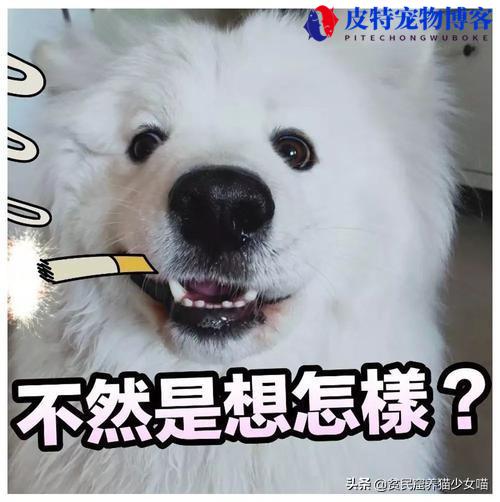 多大的狗才有狂犬病毒感染的可能（探讨狂犬病病毒寄生期限）