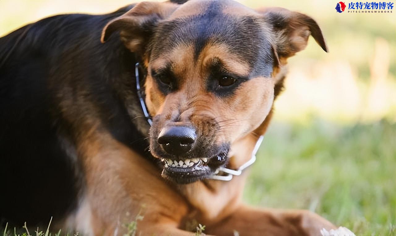 认识狂犬病狗的症状和特征（了解狂犬病在狗身上的表现）