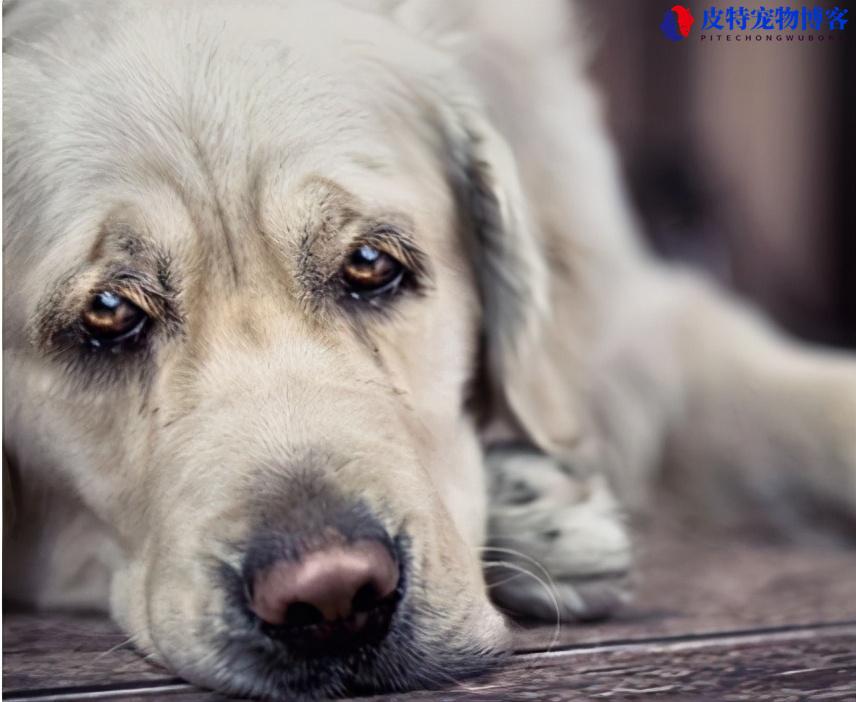 带有狂犬病的狗有什么症状表现图片（分辨带有狂犬病的狗的表现）