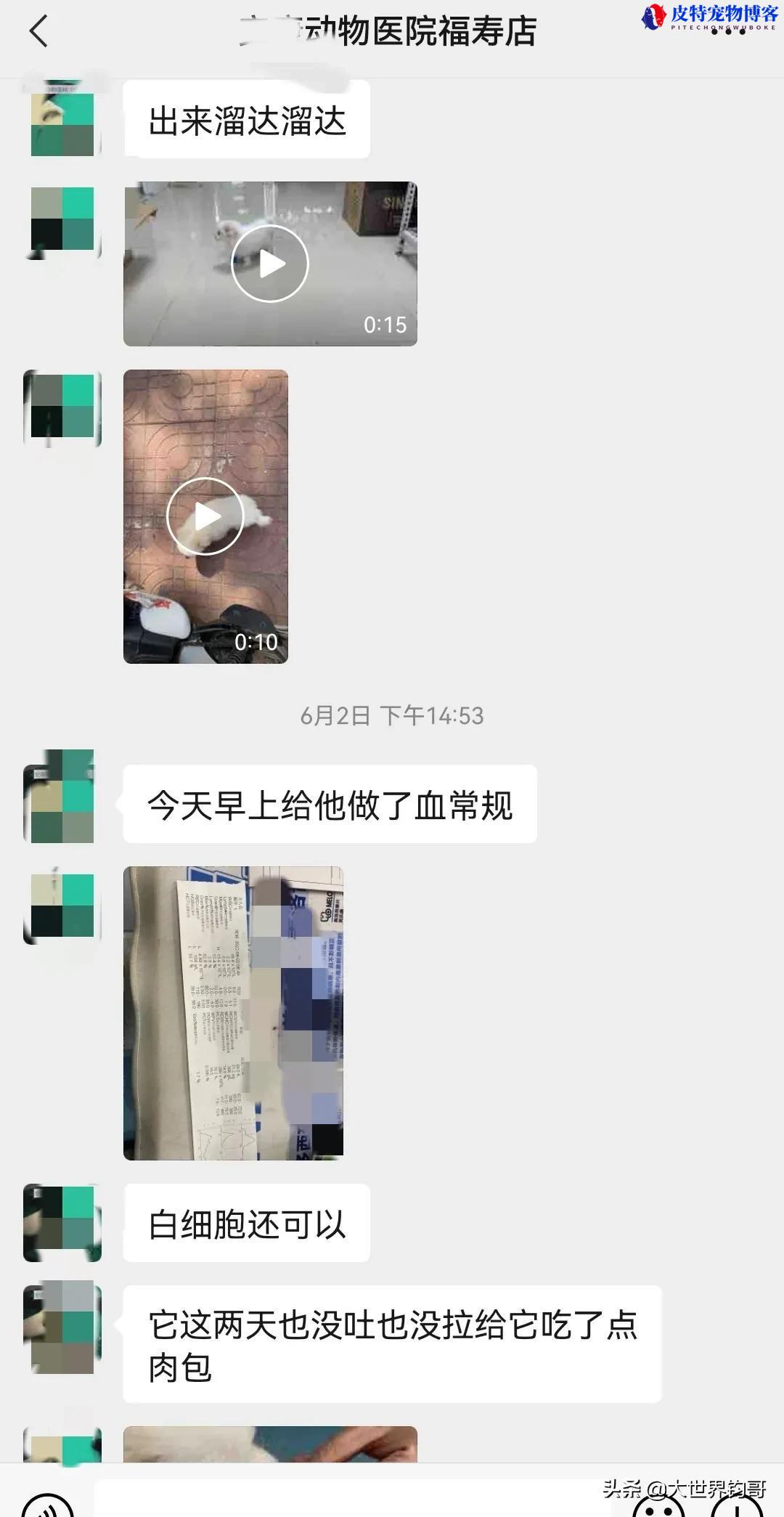 细小狗狗千万不要住院为什么（讨论细小病的住院治疗优劣）