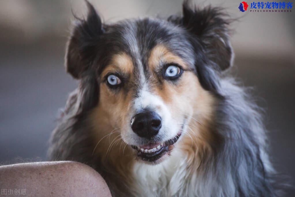 狗有狂犬病的症状是怎么样的，狂犬病潜伏期一般多长时间有症状