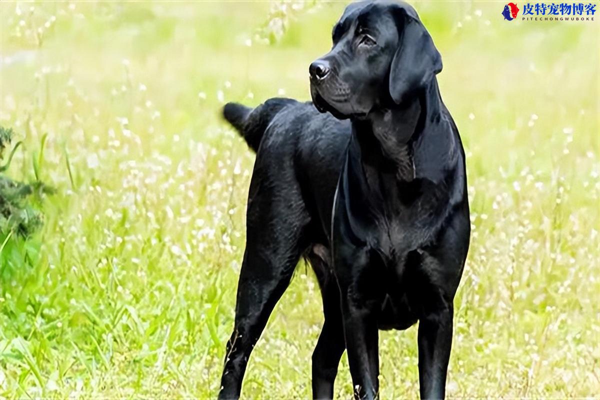 拉布拉多狗狗多少钱一只幼犬（了解一只拉布拉多狗的市场价格）