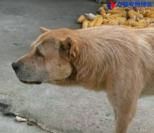 土狗一生会认家中几个主人（了解土狗对于主人的接受度和可接受的变化）