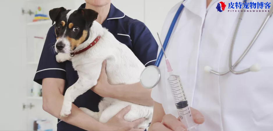 狗狗需要打哪些疫苗（重点介绍狗狗疫苗种类和接种时间）