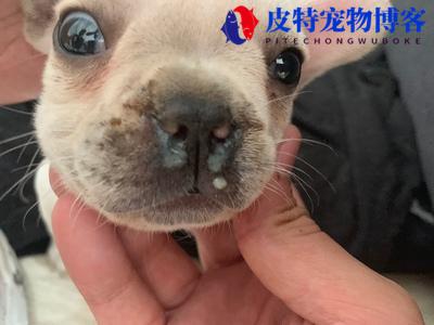 狗狗犬瘟是什么症状能治好吗（了解犬瘟病毒的表现）