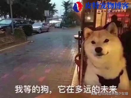 多大的狗才有狂犬病毒感染的可能（探讨狂犬病病毒寄生期限）