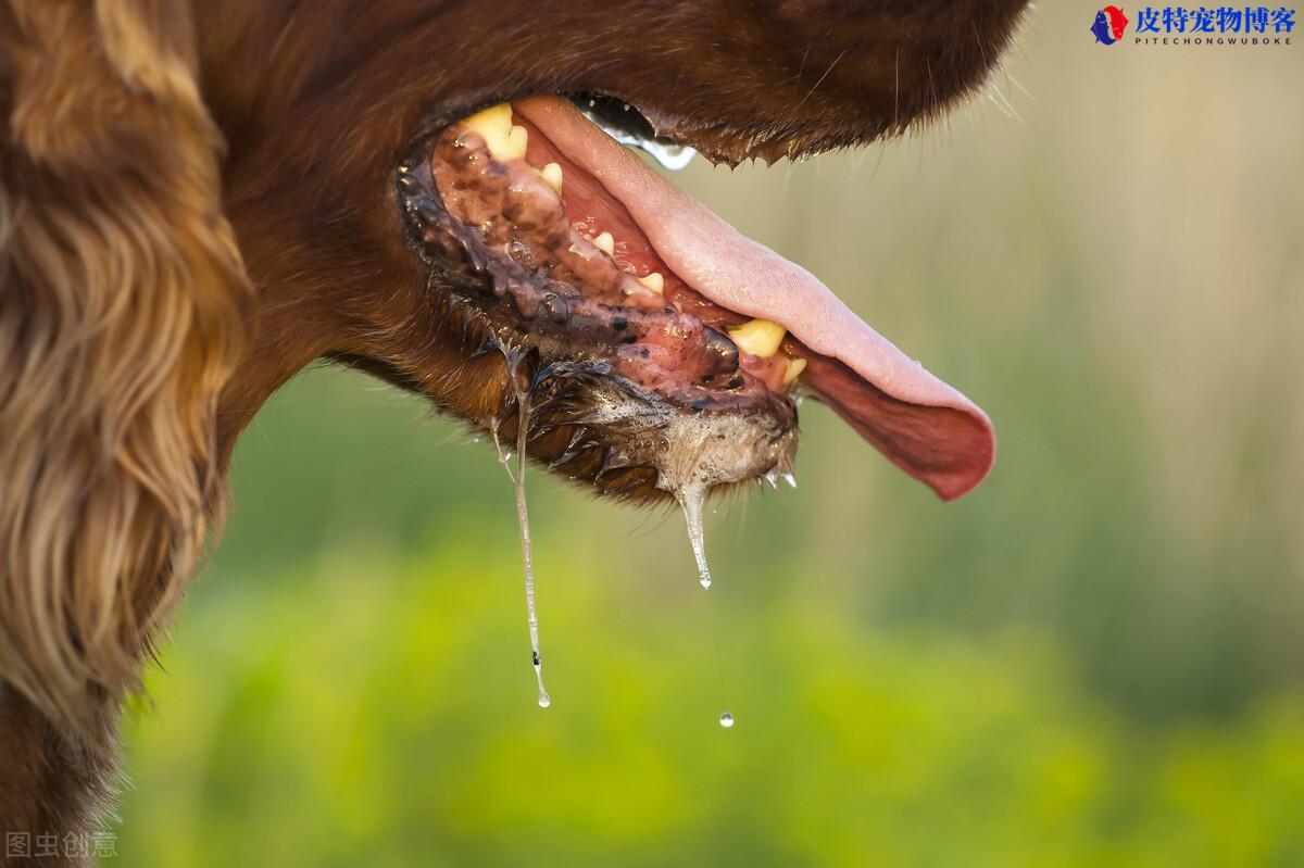 带有狂犬病的狗有什么症状表现图片（分辨带有狂犬病的狗的表现）