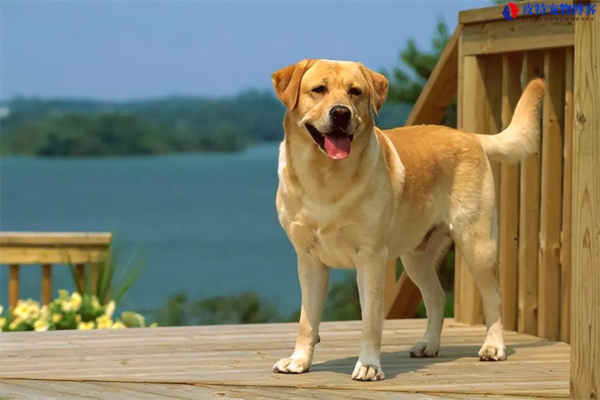 拉布拉多狗狗多少钱一只幼犬（了解一只拉布拉多狗的市场价格）