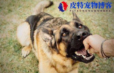 狗得了狂犬病什么表现图片大全（了解狗得了狂犬病后的可见症状）