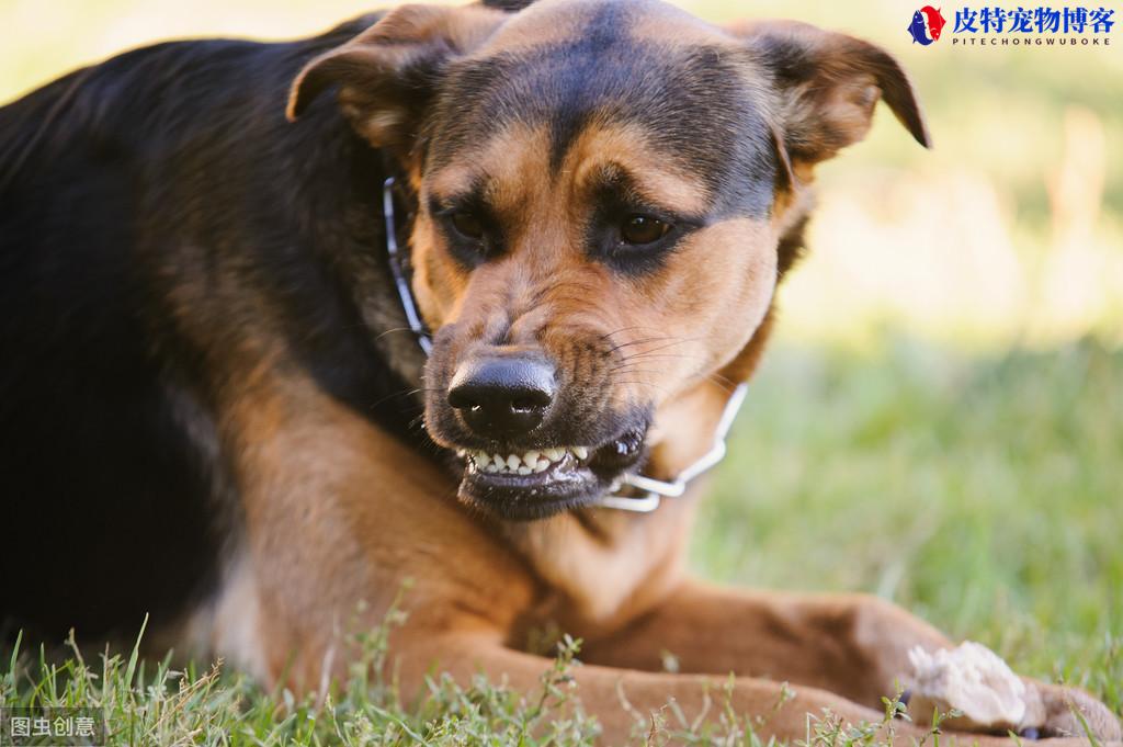 狗有狂犬病的症状是怎么样的，狂犬病潜伏期一般多长时间有症状